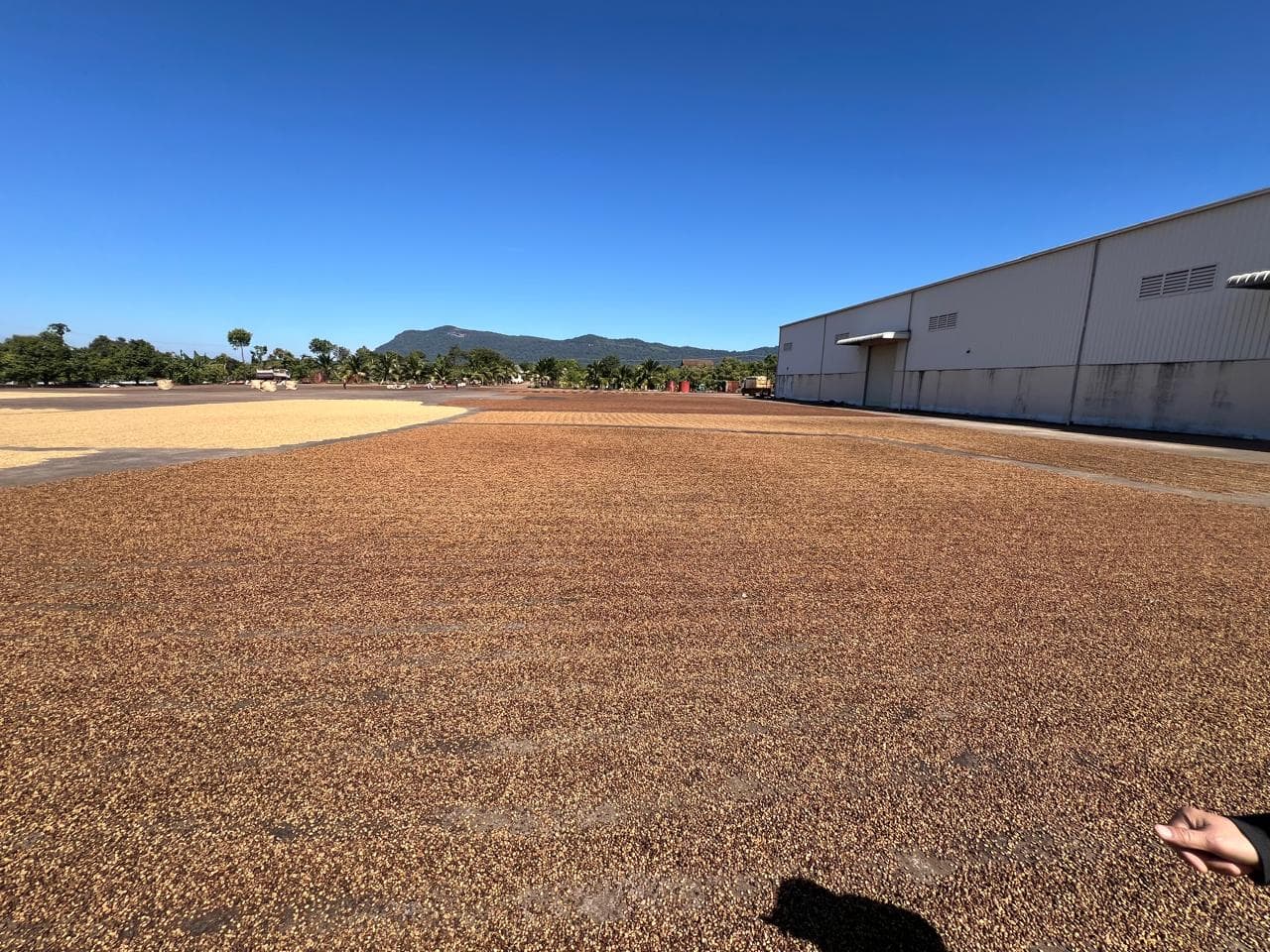 SVG Trading operations